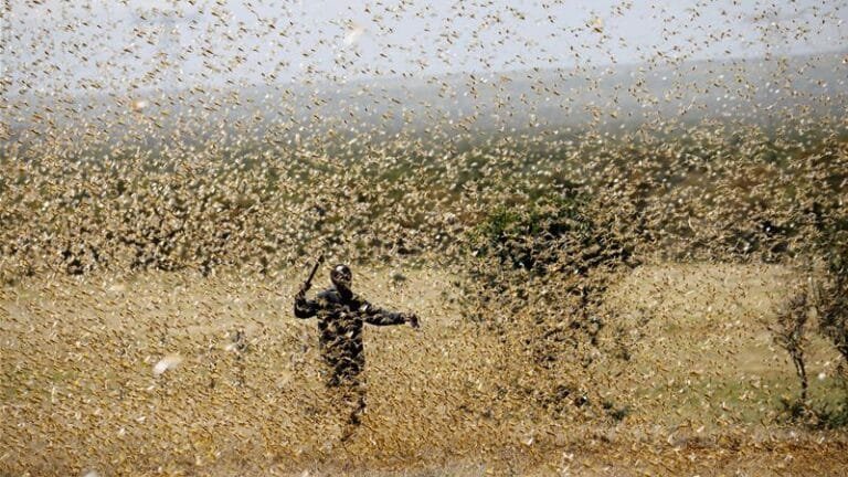 Locust Entering Pakistan from Afghanistan and Destroying Fields