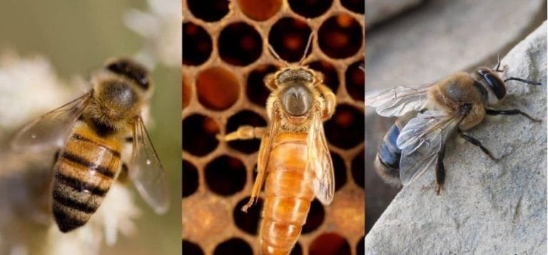 Secret Life of Bees: How a Hive Thinks, Talks, Works, and Survives